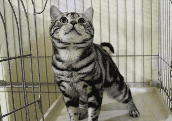英短猫与美短猫哪个好（新手养英短还是美短）