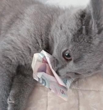 英短猫与美短猫哪个好（新手养英短还是美短）