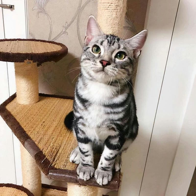 英短猫与美短猫哪个好（新手养英短还是美短）