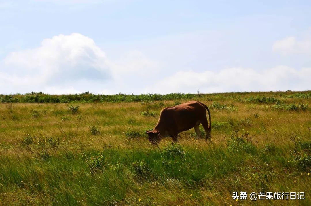 贵州省毕节市大方县的景点（贵州省大方县属于哪个市）