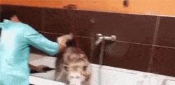 二哈和哈士奇是不是一个品种（二哈和哈士奇的区别）