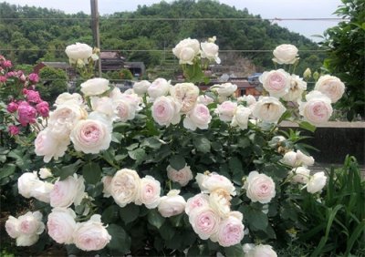 ​公爵夫人月季优缺点合适（公爵夫人月季优缺点介绍）