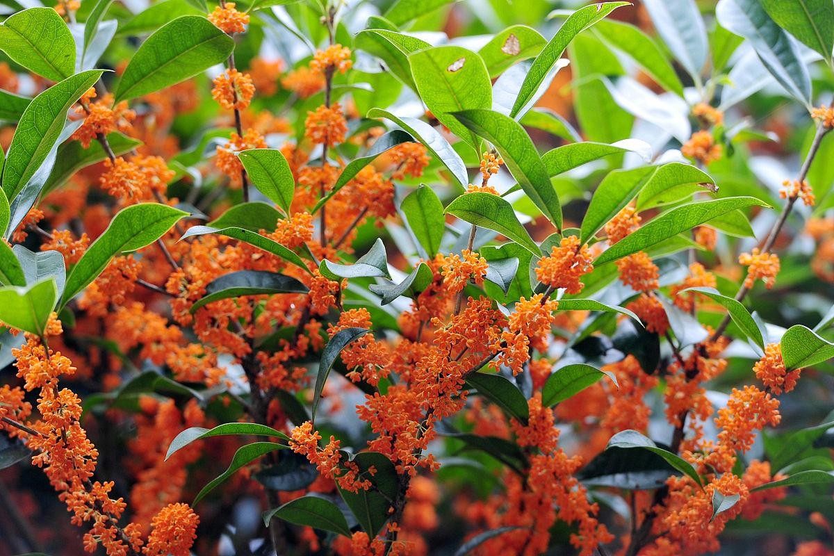 桂花树何时移栽好（桂花树移栽什么季节最好）