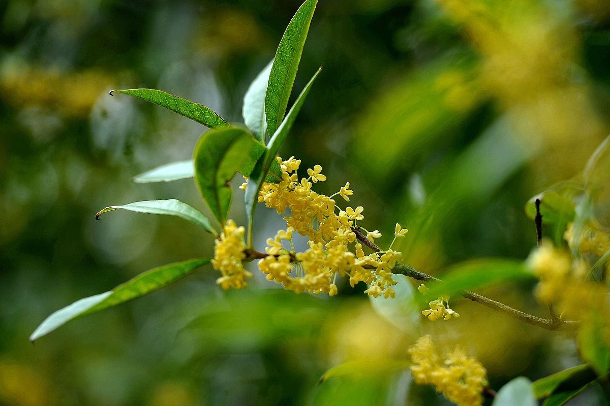 桂花树何时移栽好（桂花树移栽什么季节最好）