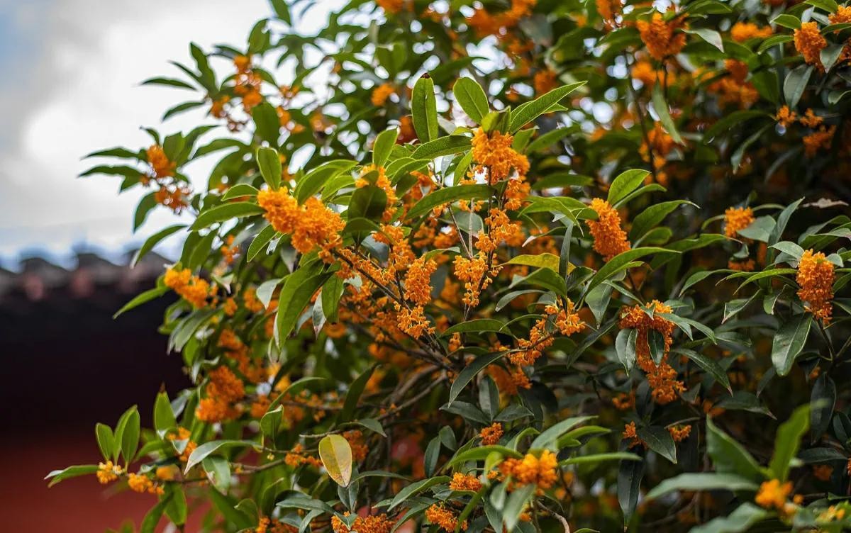 桂花树何时移栽好（桂花树移栽什么季节最好）