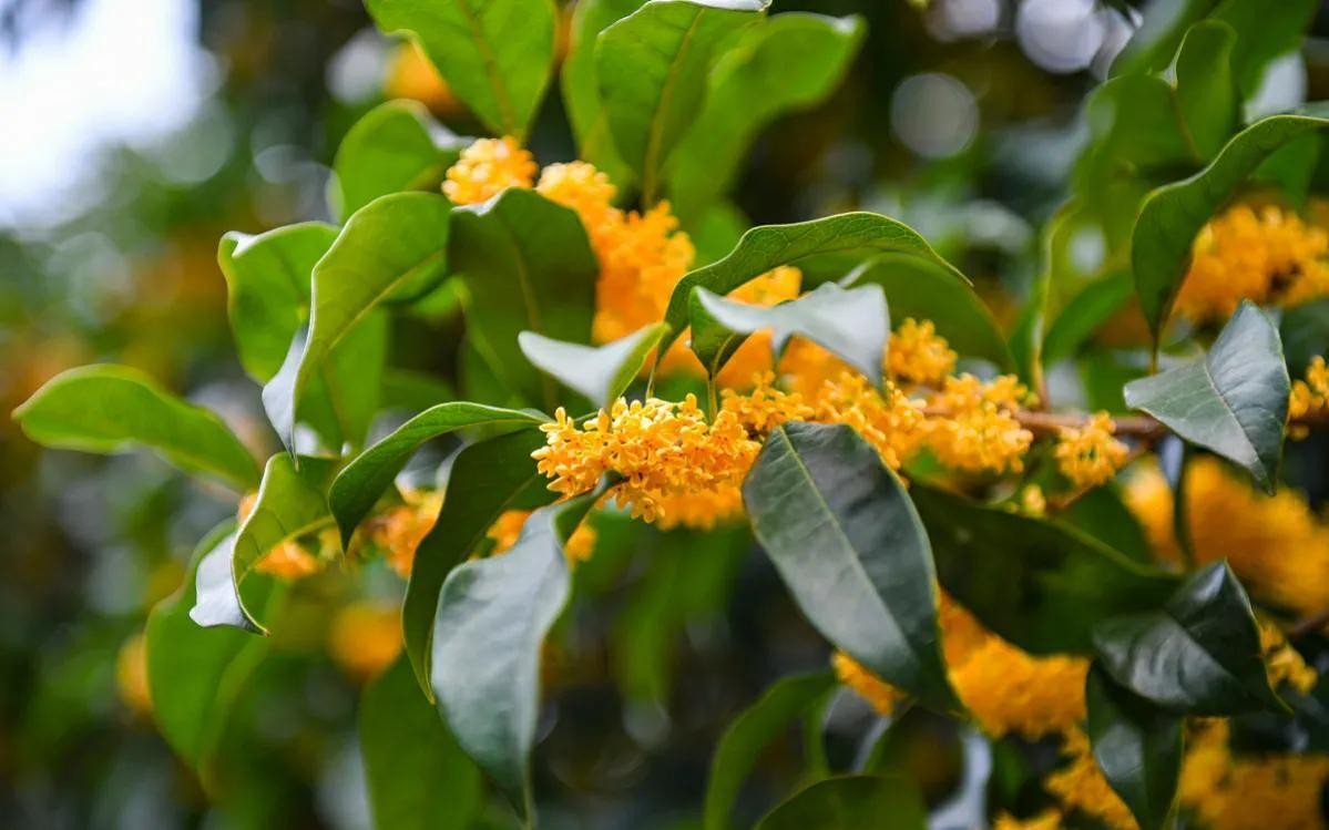 桂花树何时移栽好（桂花树移栽什么季节最好）