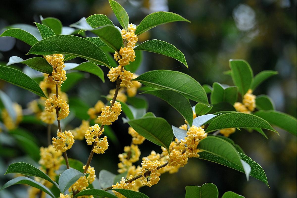 桂花树何时移栽好（桂花树移栽什么季节最好）