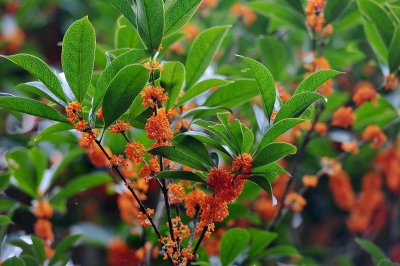 ​桂花树何时移栽好（桂花树移栽什么季节最好）