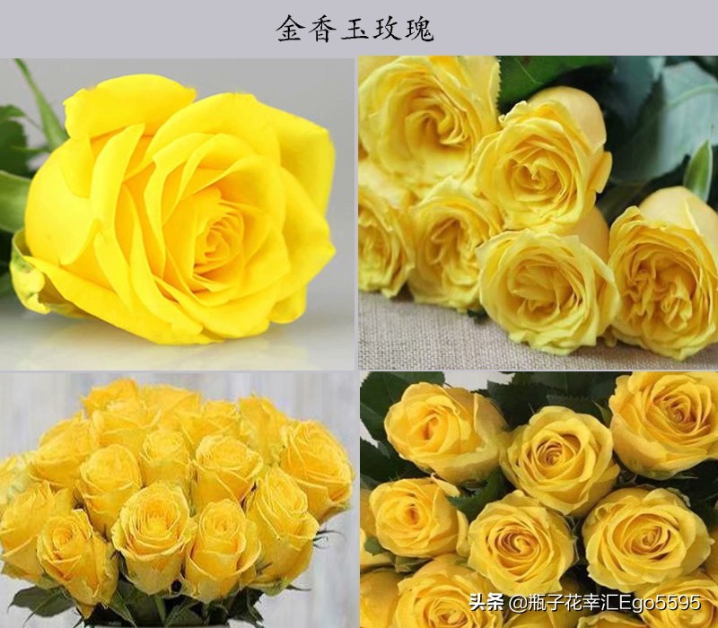 黄色玫瑰叫什么品种（金色海岸玫瑰的花语）