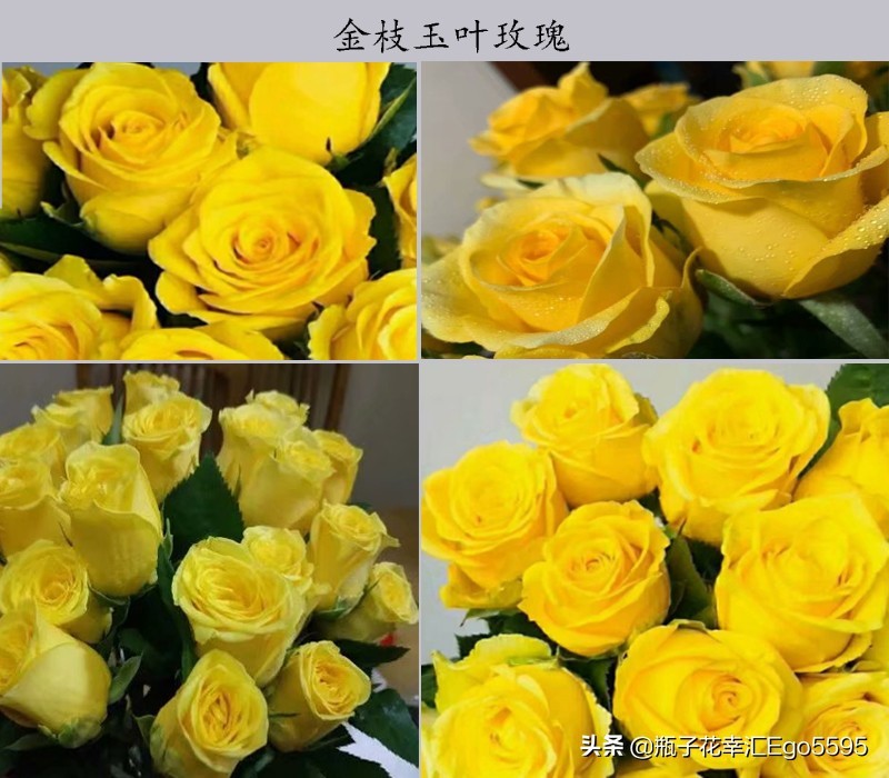 黄色玫瑰叫什么品种（金色海岸玫瑰的花语）