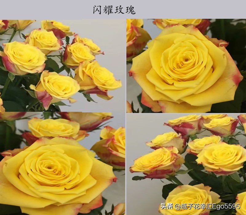 黄色玫瑰叫什么品种（金色海岸玫瑰的花语）
