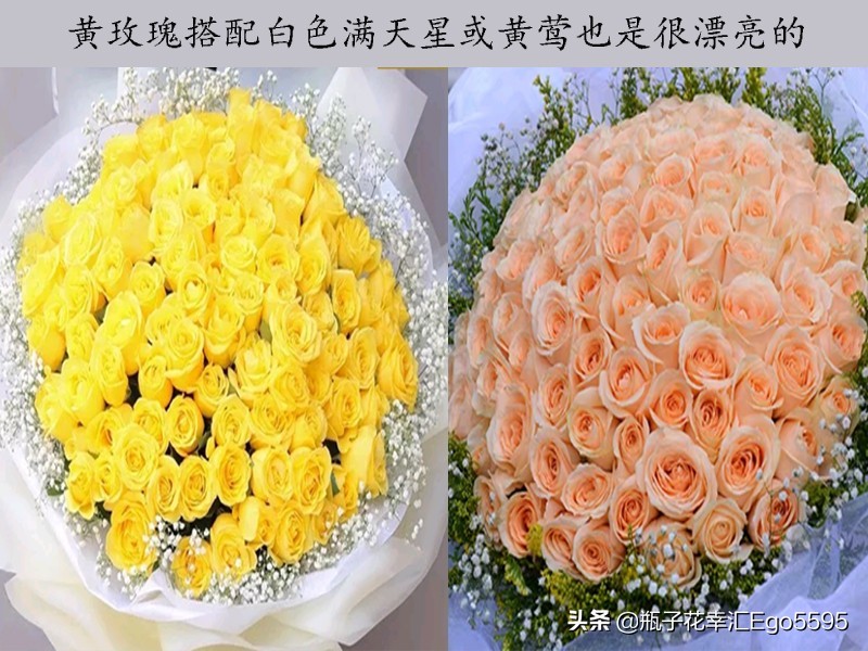黄色玫瑰叫什么品种（金色海岸玫瑰的花语）