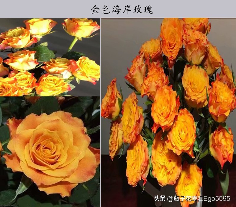 黄色玫瑰叫什么品种（金色海岸玫瑰的花语）