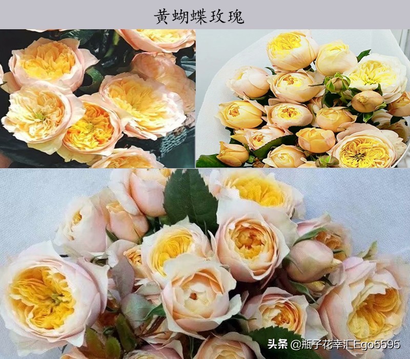 黄色玫瑰叫什么品种（金色海岸玫瑰的花语）