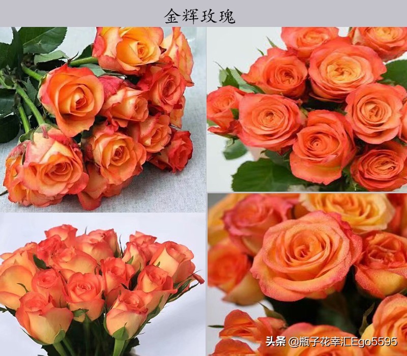 黄色玫瑰叫什么品种（金色海岸玫瑰的花语）