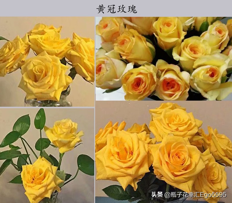 黄色玫瑰叫什么品种（金色海岸玫瑰的花语）
