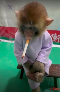 ​衡水武邑一动物园拍摄猴子抽烟视频引争议 当地县长热线：已责令调查核实