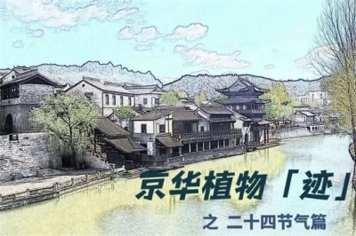 ​芒种系列 | 菊芋和赛菊芋，你能分清吗？