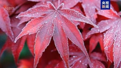 ​今日霜降：秋已向晚，平补御寒，什么是霜降？有何讲究？
