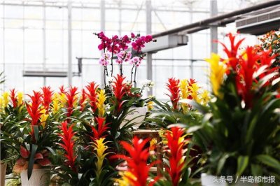 ​花卉园艺界宜家！国内最大自持自营式园艺中心西海岸开业