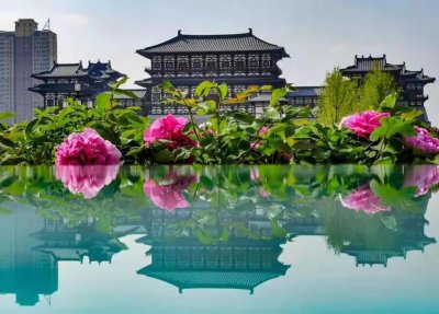 ​中国国花是什么？答案可能和你想的不一样