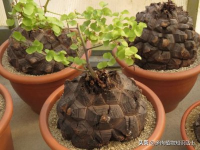 ​龟甲龙养护攻略，经典的块根多肉，最适合春天买