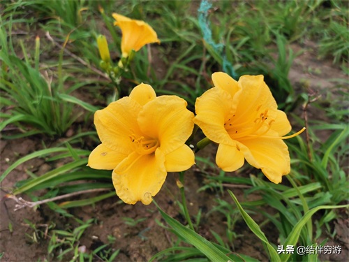 咸阳两寺渡公园有新名字了，你知道吗