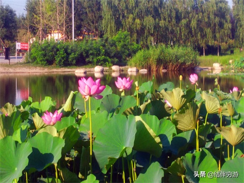 咸阳两寺渡公园有新名字了，你知道吗