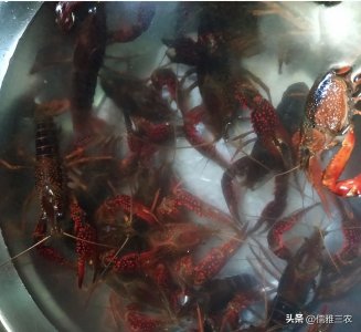 ​小龙虾臭水沟里长大的，重金属超标，致癌，是真的吗？
