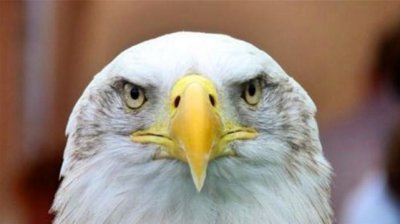 ​美国的国鸟是鹰，法国的国鸟是高卢鸡，中国的是什么？很少人知道