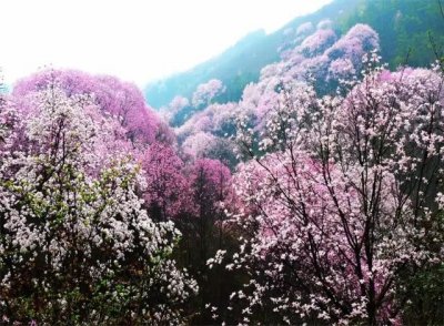 ​全国最佳赏花时间表 这4个地方赏花人少风景也美丽