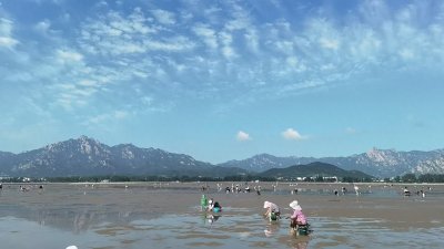 ​来青岛玩，赶海地方怎么选？市区赶海地点和种类推荐！