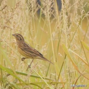 ​「禾花雀」 这种鸟被谣传成“补肾壮阳”，然后吃到绝种