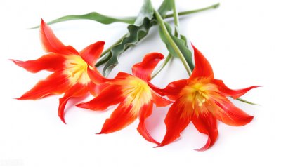 ​朱顶红什么时候开花（国产朱顶红长几个叶子能开花）