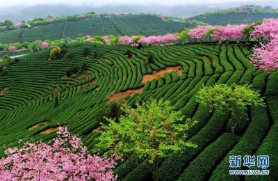 福建漳平:十里樱花漫山开