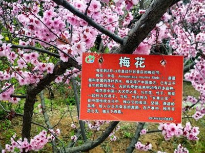 ​清明假期“解剖”红叶谷景区，游客以祭扫为主，下午出现客流高峰