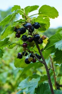 ​1911年被禁，2003年解禁，失去近百年，让黑醋栗难在美国重新流行