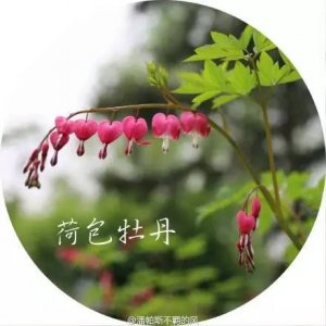 ​100种常见花卉图谱，果断收藏，从此认花不求人！