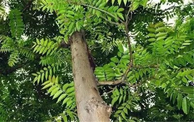 ​香椿木适合做什么？