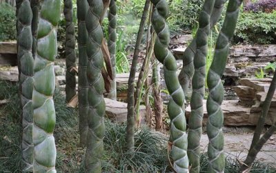 ​竹子观赏图集(45种)