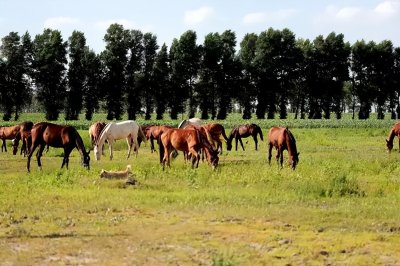 ​今起预约！“我们去大草原的湖边~”