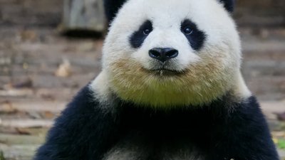 ​中国的国宝熊猫在国外有多受欢迎？