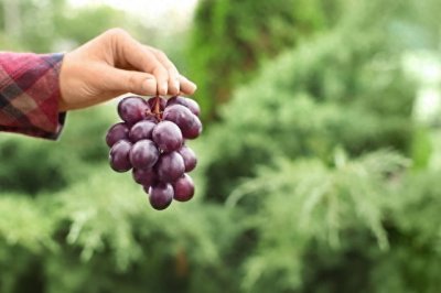 ​洗葡萄时，只用清水洗等于白洗！教你正确方法，洗得干净吃着放心