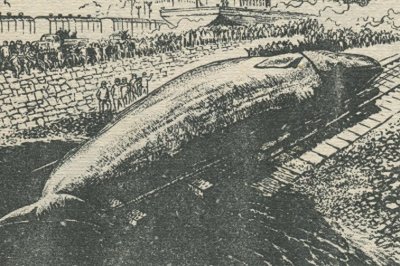 ​民间故事：捕鲸记