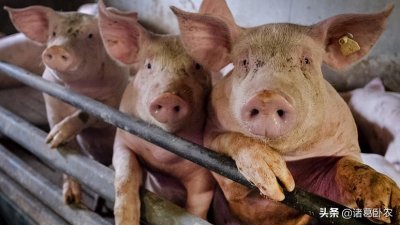 ​我国发现新型猪流感病毒G4！具有多种病毒株特点，可能导致大流行