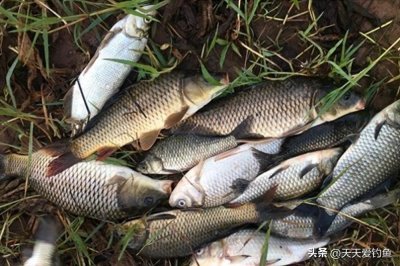 ​春季野钓大鲤鱼，3种味型都有奇效，适合不同水温条件