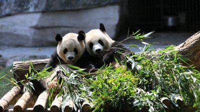 ​重庆20岁女孩花巨资57万买英国人精子，生了2个混血，遭亲朋反对