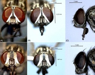 ​我又不是粑粑！为什么苍蝇老围着我转？