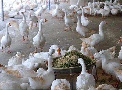 ​养鹅那么挣钱，为啥现在农村没什么人养？看完就知道了！