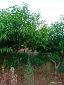 ​重读《道德经》第十三章之荣辱不惊